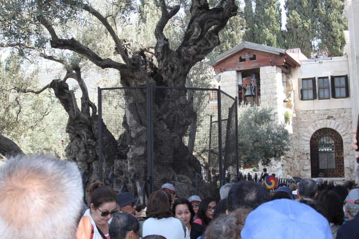 2000YearOldOliveTree